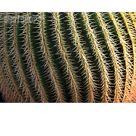 
                Echinocactus Grusonii                   