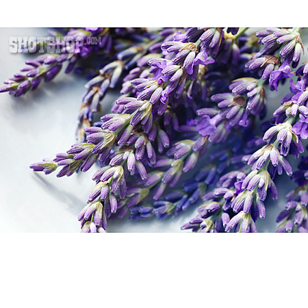 
                Lavendel, Duftpflanze, Lavendelblüte                   