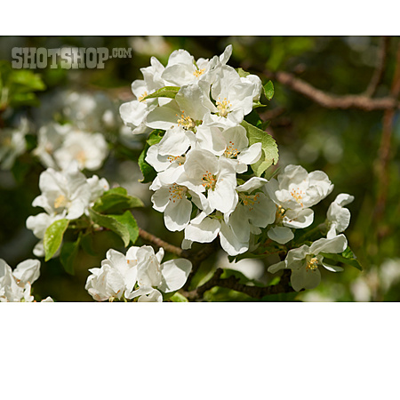 
                Birnenblüte, Birnbaumblüte                   