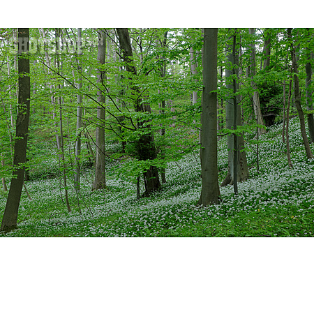 
                Wald, Bärlauchblüte                   