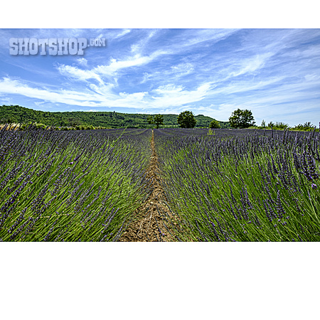 
                Landwirtschaft, Lavendel, Lavendelfeld, Buoux                   