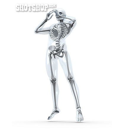 
                Mensch, Skelett, Körperhaltung                   