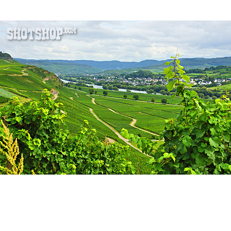 
                Weinberg, Weinanbau, Weinlandschaft                   