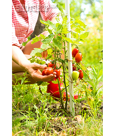 
                Tomaten, Prüfen, Tomatenpflanze, Reifegrad                   