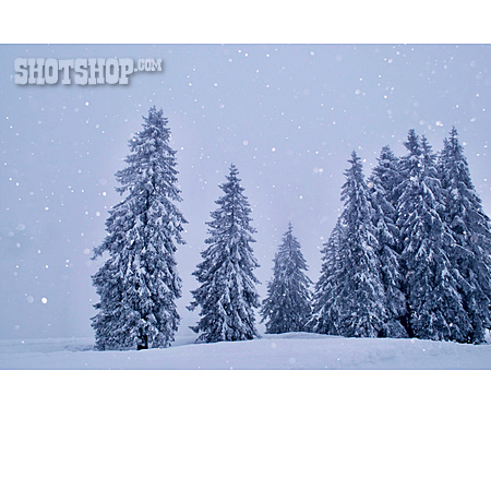 
                Winter, Nadelbaum, Schnee                   