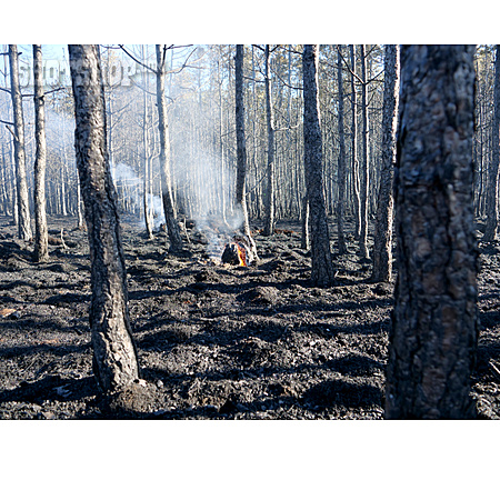 
                Waldbrand, Naturkatastrophe, Klimawandel                   