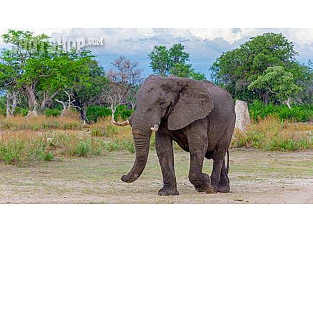 
                Afrikanischer Elefant                   
