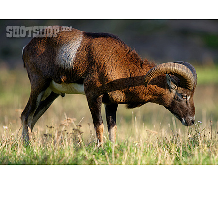 
                Mouflon                   