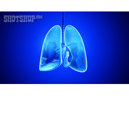 
                Lunge, Anatomie, Lungenlappen                   