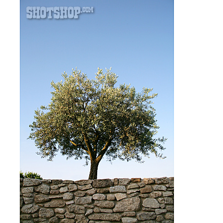 
                Steinmauer, Olivenbaum, Mediterran                   