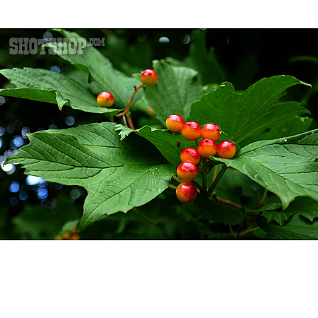
                Giftpflanze, Rote Beeren                   