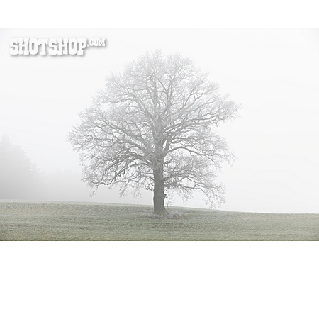 
                Baum, Nebel, Einsam                   