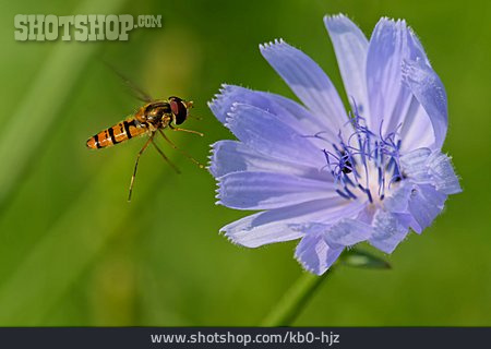 
                Kornblume, Schwebfliege, Hainschwebfliege                   