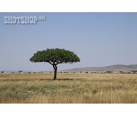 
                Tansania, Leberwurstbaum                   