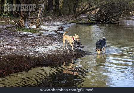
                Fluss, Hunde                   
