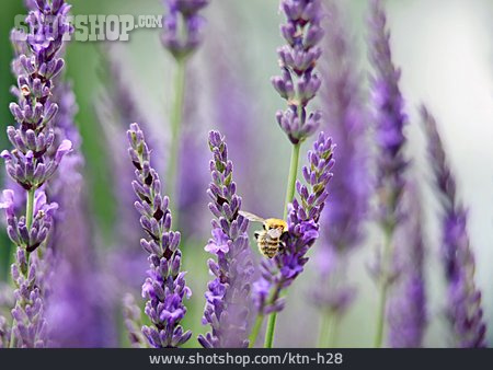 
                Honigbiene, Lavendelblüte                   