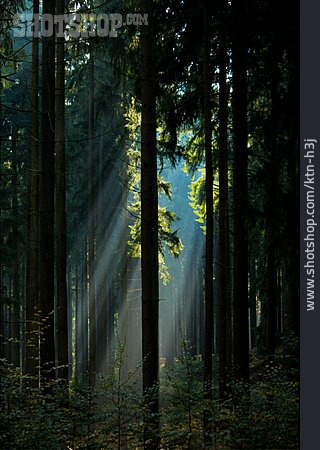 
                Wald, Lichtung, Sonnenstrahlen                   