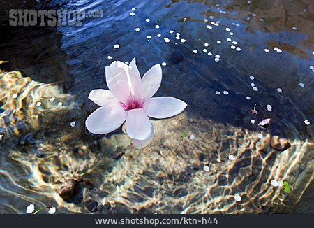 
                Wasser, Magnolienblüte                   
