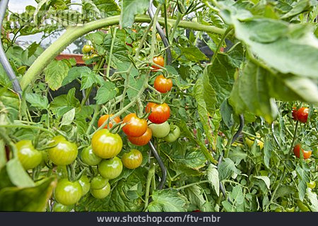 
                Tomatenpflanze, Cocktailtomate                   