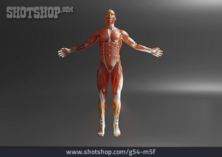 
                Mann, Muskulatur, Anatomie, Muskelaufbau                   
