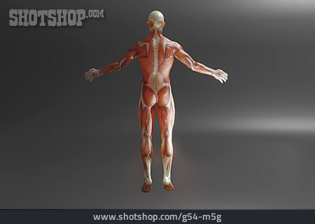 
                Mensch, Muskulatur, Muskelaufbau, Rückenansicht                   
