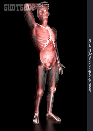 
                Mann, Muskulatur, Anatomie                   