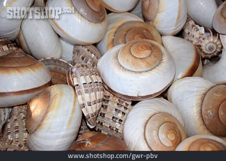 
                Snail-shell, Conch Shell                   