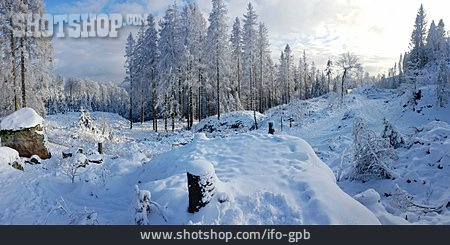 
                Winter, Schnee, Teutoburger Wald                   