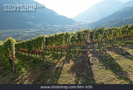 
                Weinbau, Weinberg, Südtirol                   