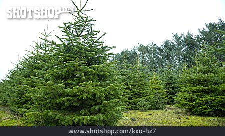 
                Tannenbaum, Weihnachtsbaum, Christbaumplantage                   