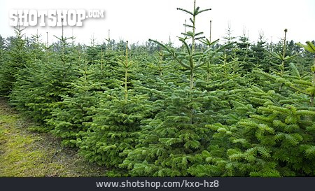 
                Tannenbaum, Weihnachtsbaum, Christbaumplantage                   
