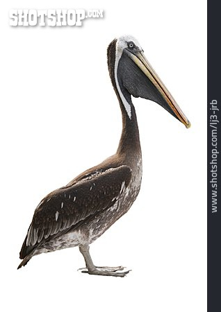 
                Wasservogel, Pelikan                   
