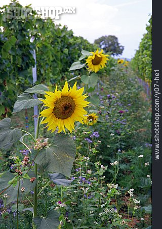 
                Landwirtschaft, Sonnenblume, Weinbergbegrünung                   
