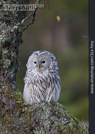 
                Ural Owl                   