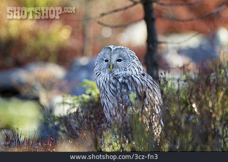 
                Ural Owl                   
