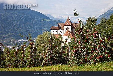 
                Südtirol, Apfelbaum, Obstplantage                   