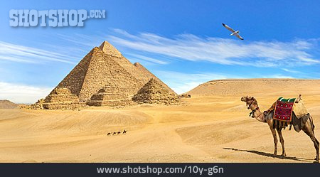 
                Pyramiden, Kamel, Nekropole, Pyramiden Von Gizeh                   