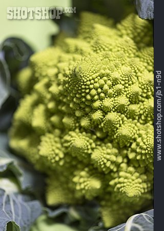 
                Romanesco                   