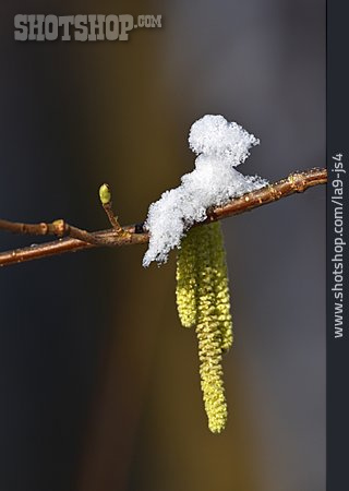 
                Winter, Zweig, Schnee, Haselkätzchen                   