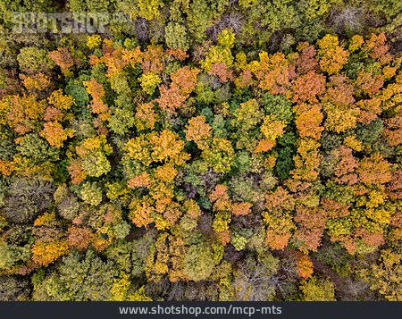 
                Laubwald, Herbstfärbung                   