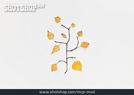 
                Herbst, Zweig, Herbstfärbung                   