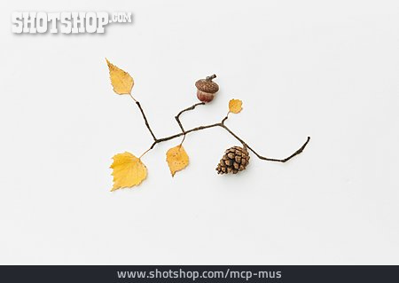 
                Zweig, Herbstlich, Zapfen, Eichel                   