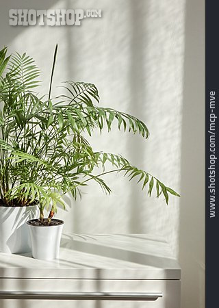 
                Zimmerpflanze, Palme, Topfpflanze                   