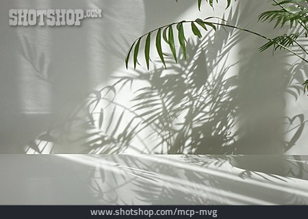 
                Zimmerpflanze, Palme, Schattenwurf                   