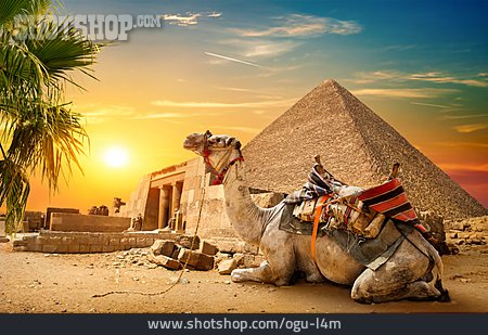 
                Sonnenaufgang, Kamel, Pyramiden Von Gizeh                   
