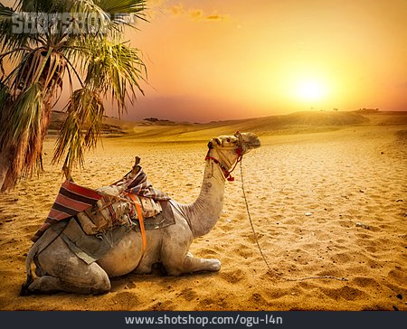 
                Wüste, Kamel, Gesattelt                   
