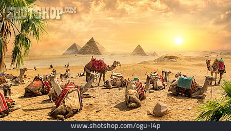 
                Ausruhen, Kamele, Pyramiden Von Gizeh                   