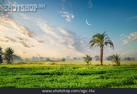
                Landwirtschaft, ägypten, Fruchtland                   