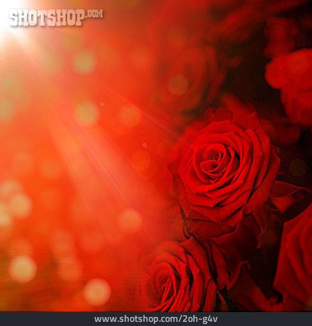 
                Romantisch, Rosen, Rote Rosen                   