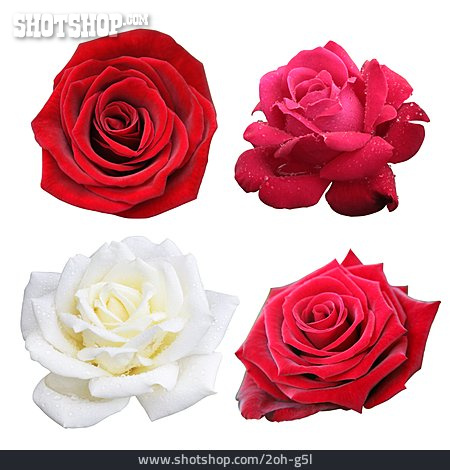 
                Rose, Rosenblüte, Rosensorte                   